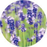 「「DHC オリーブ バージンオイル」が、初の”アロマ仕様“で登場！」の画像4