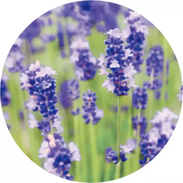 「「DHC オリーブ バージンオイル」が、初の”アロマ仕様“で登場！」の画像