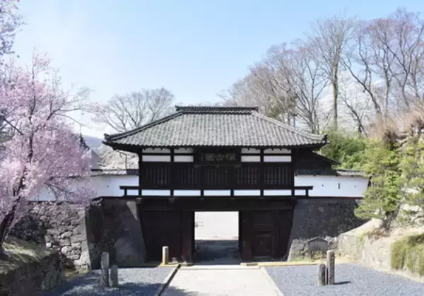 「“日本さくら名所100選”で春を満喫―「小諸市桜まつり」開催！小諸城址懐古園で夜桜ライトアップも」の画像
