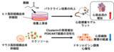 「脂肪由来幹細胞の分泌因子による心筋保護の新戦略」の画像1