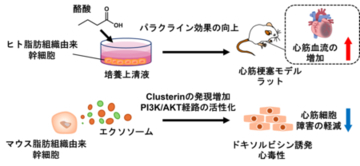 脂肪由来幹細胞の分泌因子による心筋保護の新戦略