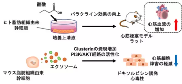 脂肪由来幹細胞の分泌因子による心筋保護の新戦略