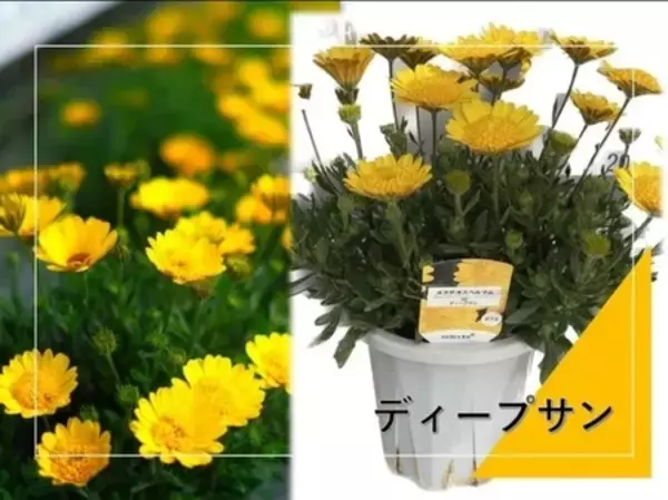 「至高の甘さ、埼玉が生んだプレミアム苺　産地直送通販サイト「ＪＡタウン」で埼玉県産「あまりん」を販売中」の画像