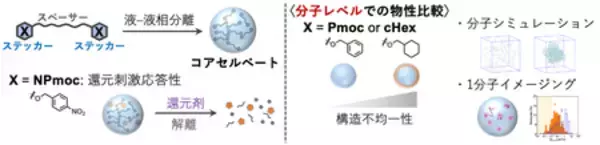 低分子コアセルベートの内部構造を分子レベルで解明