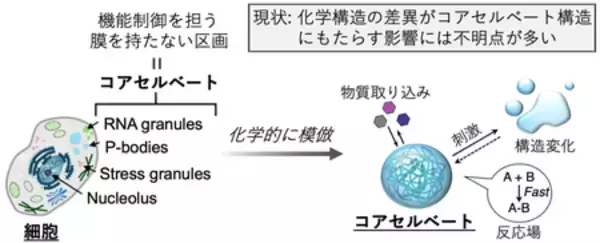 「低分子コアセルベートの内部構造を分子レベルで解明」の画像