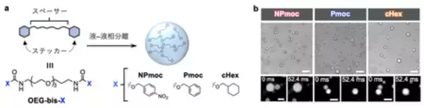 「低分子コアセルベートの内部構造を分子レベルで解明」の画像