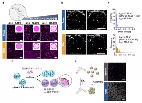 「低分子コアセルベートの内部構造を分子レベルで解明」の画像