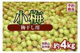 「日本一の収穫量を誇る和歌山県の梅をＪＡタウンで販売開始！」の画像3