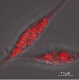 「世界初、ウナギの脂を連続生産できる細胞の樹立に成功」の画像1