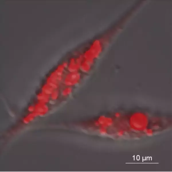 世界初、ウナギの脂を連続生産できる細胞の樹立に成功