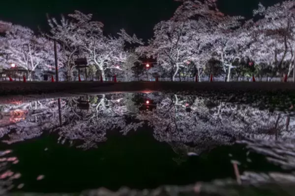 「延長決定！富士山と桜の競演「第15回 富士・河口湖さくら祭り」開催中。ライトアップ、クラフト市も充実！」の画像