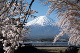 「延長決定！富士山と桜の競演「第15回 富士・河口湖さくら祭り」開催中。ライトアップ、クラフト市も充実！」の画像5