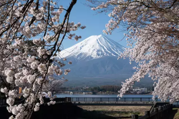 「延長決定！富士山と桜の競演「第15回 富士・河口湖さくら祭り」開催中。ライトアップ、クラフト市も充実！」の画像