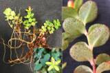 「世界自然遺産屋久島において植物の新種ヤエダケオトギリを発見」の画像1