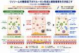 「リソソーム異常が希少眼疾患の原因」の画像1