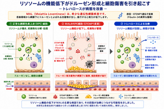 リソソーム異常が希少眼疾患の原因