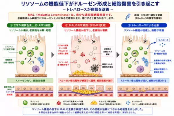 リソソーム異常が希少眼疾患の原因