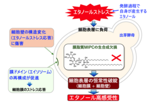 酵母はなぜ自ら作ったエタノールで死なないのか？