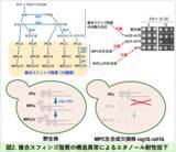 「酵母はなぜ自ら作ったエタノールで死なないのか？」の画像3