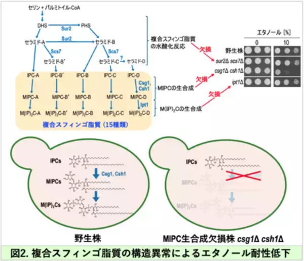 「酵母はなぜ自ら作ったエタノールで死なないのか？」の画像