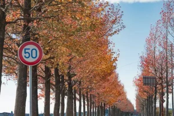 〖企画連載 Vol.8〗あわら色｜写真家 tomosaki が切り取る 情景