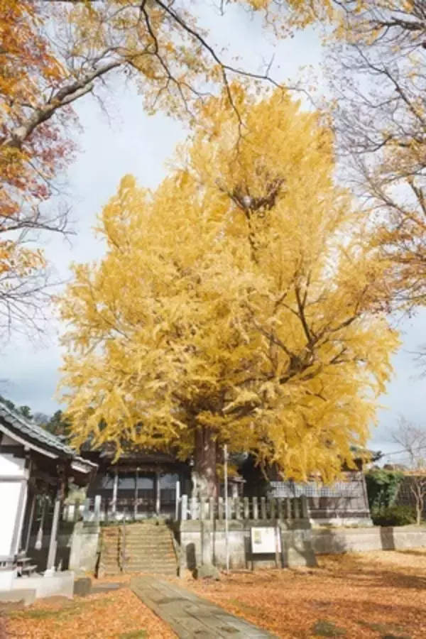 「〖企画連載 Vol.8〗あわら色｜写真家 tomosaki が切り取る 情景」の画像
