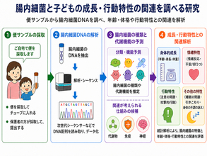 子どもの発達と腸内細菌の関係を探る。日本の未就学児を対象に、 成長・行動特性と腸内細菌叢の関連を解析