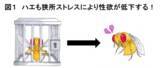「狭い部屋に閉じ込められるストレスにより オスの性欲が低下する仕組みを解明！」の画像1