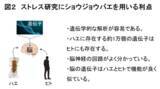 「狭い部屋に閉じ込められるストレスにより オスの性欲が低下する仕組みを解明！」の画像2