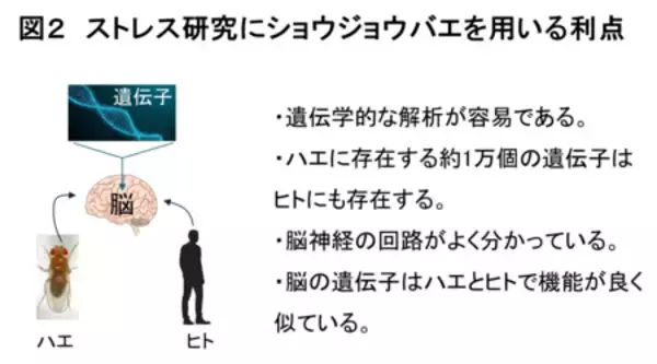「狭い部屋に閉じ込められるストレスにより オスの性欲が低下する仕組みを解明！」の画像