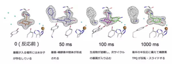 働く酵素の姿をミリ秒で捉える
