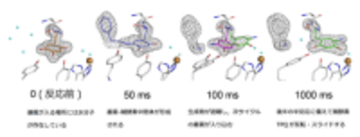 働く酵素の姿をミリ秒で捉える