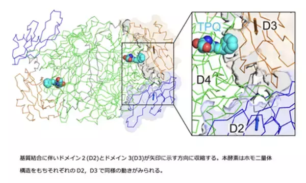 「働く酵素の姿をミリ秒で捉える」の画像