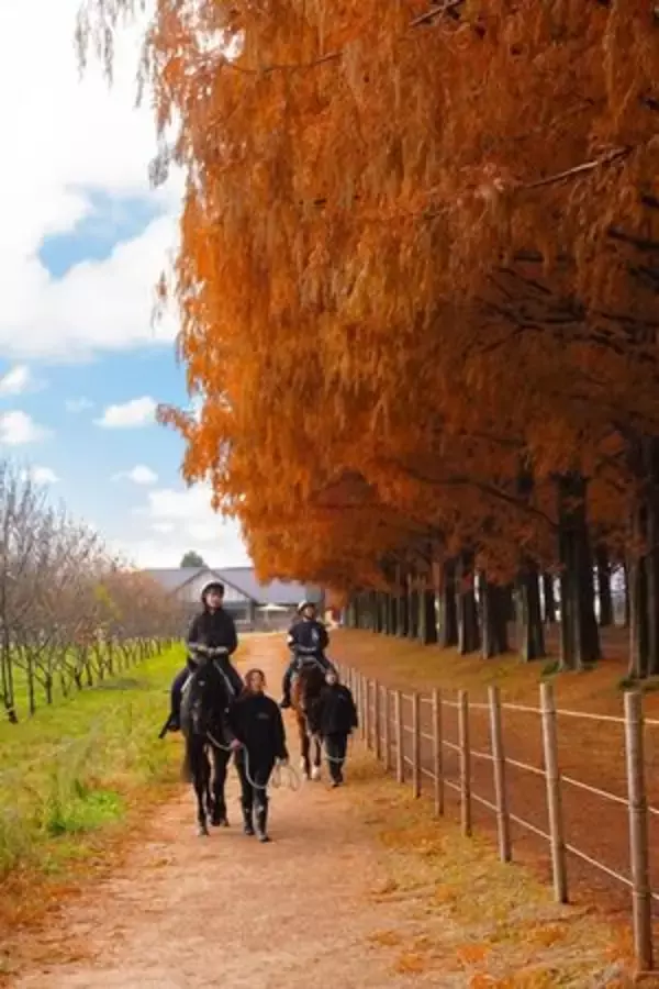 「2026年は“うま”くいく！ 滋賀で出会う馬にまつわる初詣と体験旅」の画像