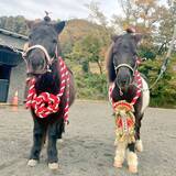 「2026年は“うま”くいく！ 滋賀で出会う馬にまつわる初詣と体験旅」の画像3