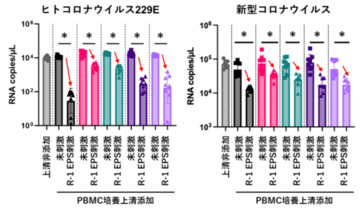 「R-1 EPS」で刺激した免疫細胞に由来する因子が新型コロナウイルスの増殖を抑制することを細胞試験で確認