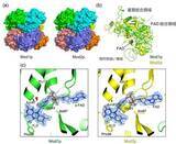 「メタノールを効率よくエネルギー変換する酵素の立体構造を解明」の画像1