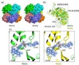 メタノールを効率よくエネルギー変換する酵素の立体構造を解明