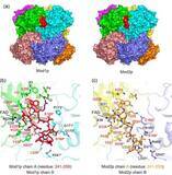 「メタノールを効率よくエネルギー変換する酵素の立体構造を解明」の画像2