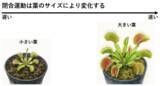 「ハエトリソウは「大きいほど速く閉じる」」の画像4