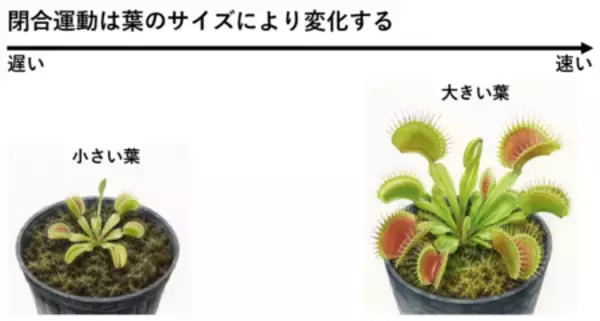「ハエトリソウは「大きいほど速く閉じる」」の画像