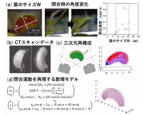 「ハエトリソウは「大きいほど速く閉じる」」の画像