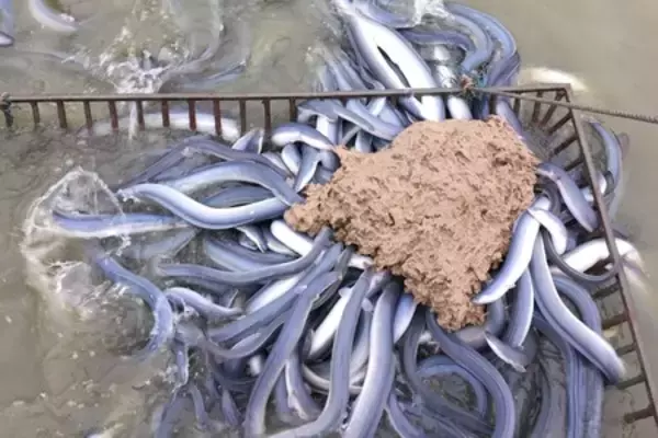 「築地うなぎ食堂、7月20日より「熱々チルドうな重」の全国注文受付を開始」の画像
