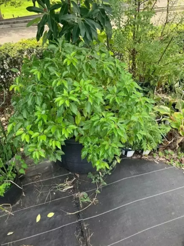 「「COTOE（コトエ）橋本」を5月29日（金）に開業」の画像