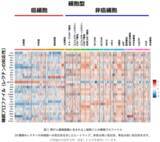 「膵がんの免疫回避能力を糖鎖でコントロール」の画像2