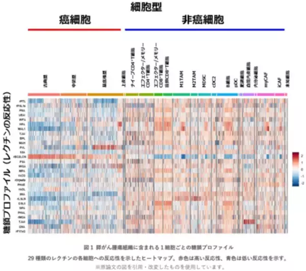 「膵がんの免疫回避能力を糖鎖でコントロール」の画像
