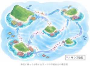 サンゴ礁の島々をつなぐ中核となるサンゴ個体供給源を推定