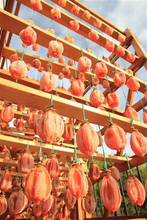 毎年大人気！希少な堂上蜂屋柿を 「ＪＡタウン」の「ぎふ～JAめぐみのマルシェ～」で販売開始