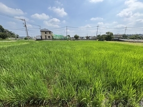 【立正大学】毛呂山町と経営学部・杉原ゼミが「ブランド米開発」でビジネス視点の地方創生へ