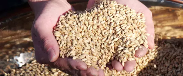 「【業界激震】1L 398円（10L/3,980円）。「常識を打ち破る価格」の本格ビールが業務用ビール市場に参入。」の画像